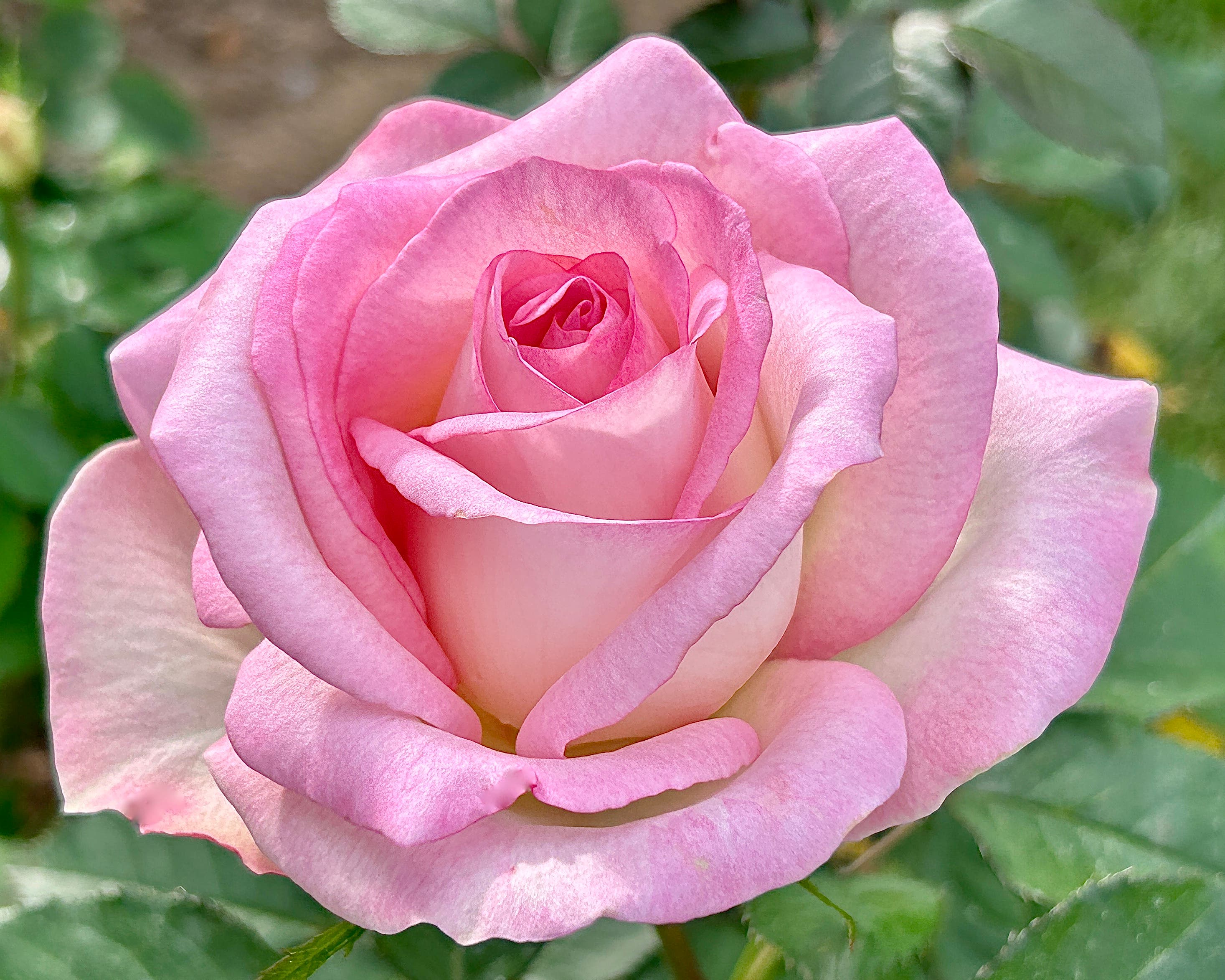 Arlington Rose Foundation Rose & Photography Show 2025