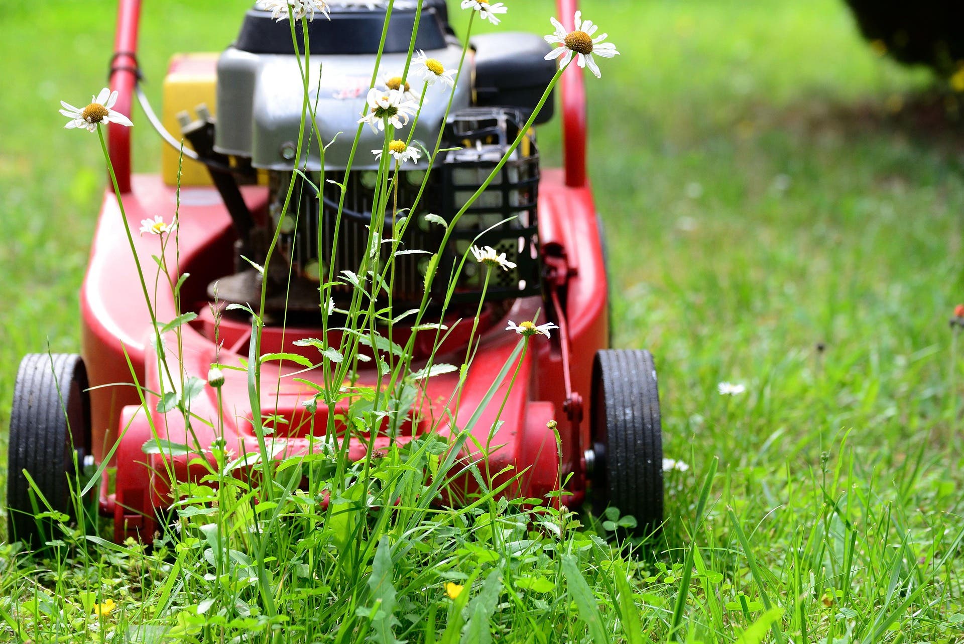 Master Gardeners: Lawn Maintenance