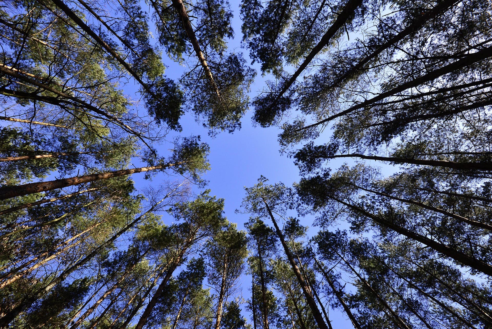 Tree-mendous Adventures - A Family Day of Tree Education and Fun