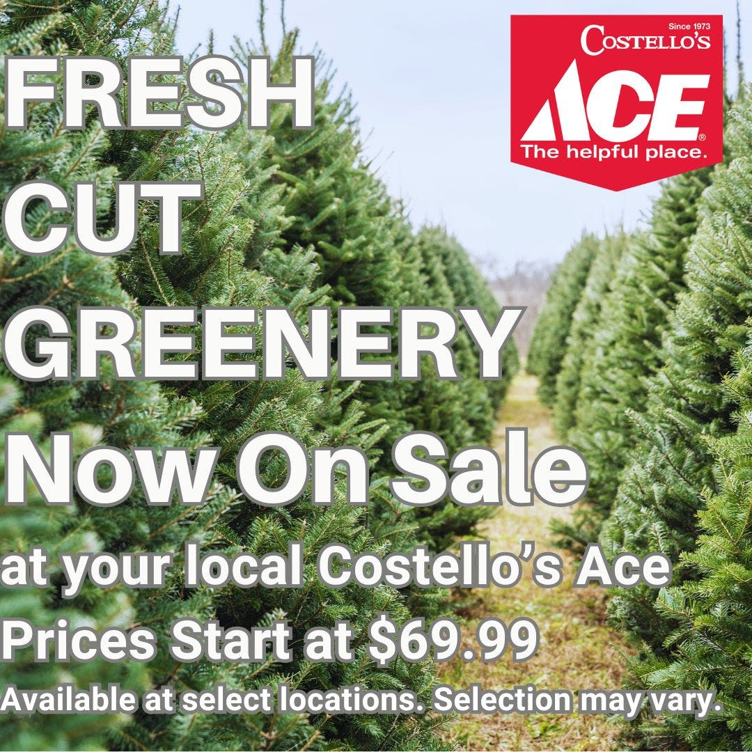 Live Christmas Trees Now Available