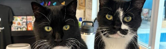 Kitty Cat Cafe and Adoption Lounge