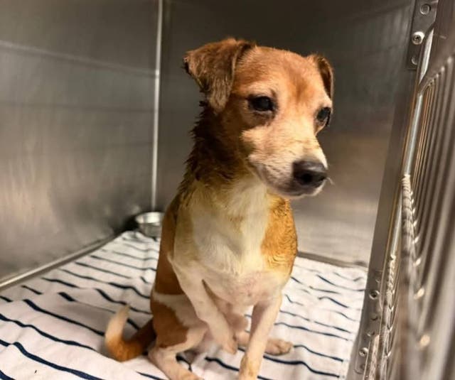 Search Continues For Missing Dogs In NJ, And For Whoever Abandoned Them ...