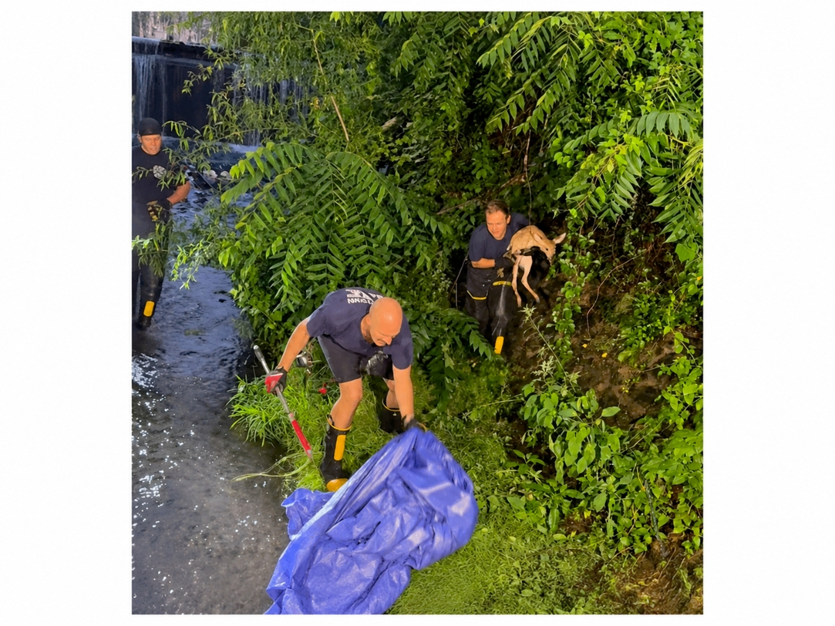The crews can be seen rounding up the deer before wrapping it in a tarp to "minimize any human scent transfer."