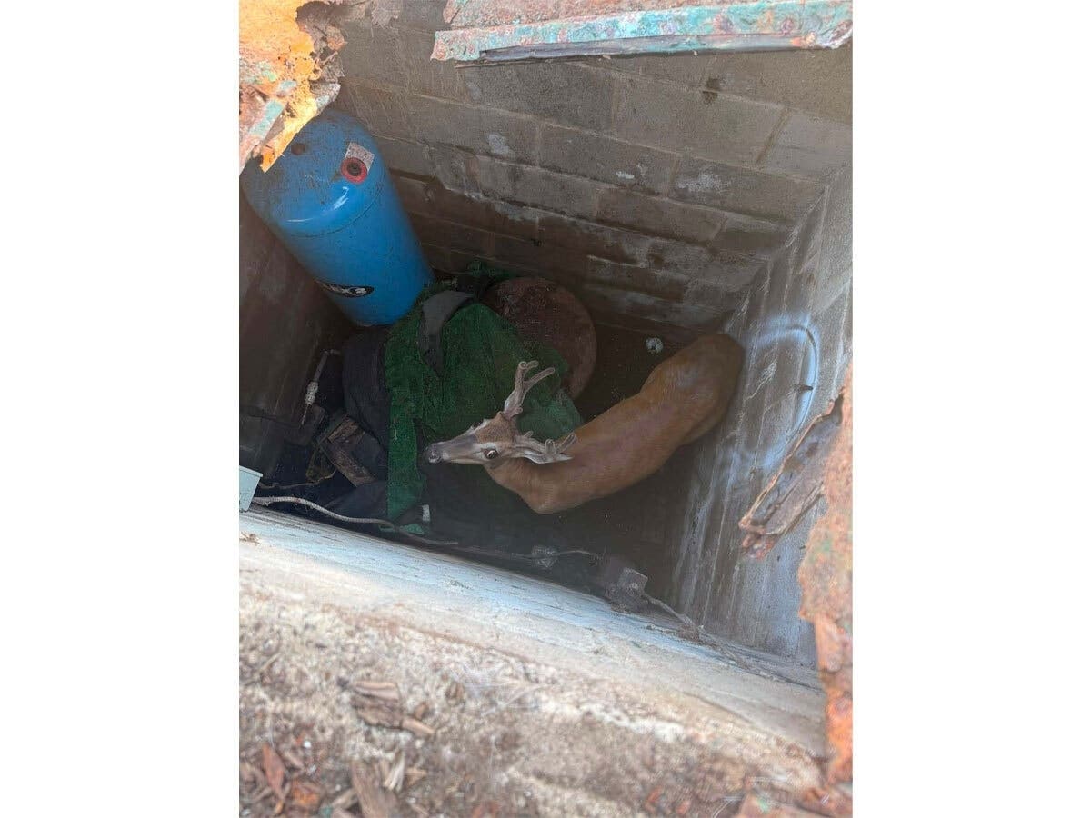 On Friday, police and animal experts were called to an abandoned well in Hopatcong after learning that a deer had fallen into it.