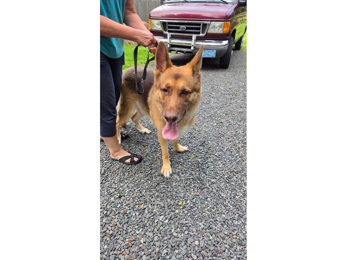 The large male German Shepherd was found along East Springtown Road in Long Valley, police said.