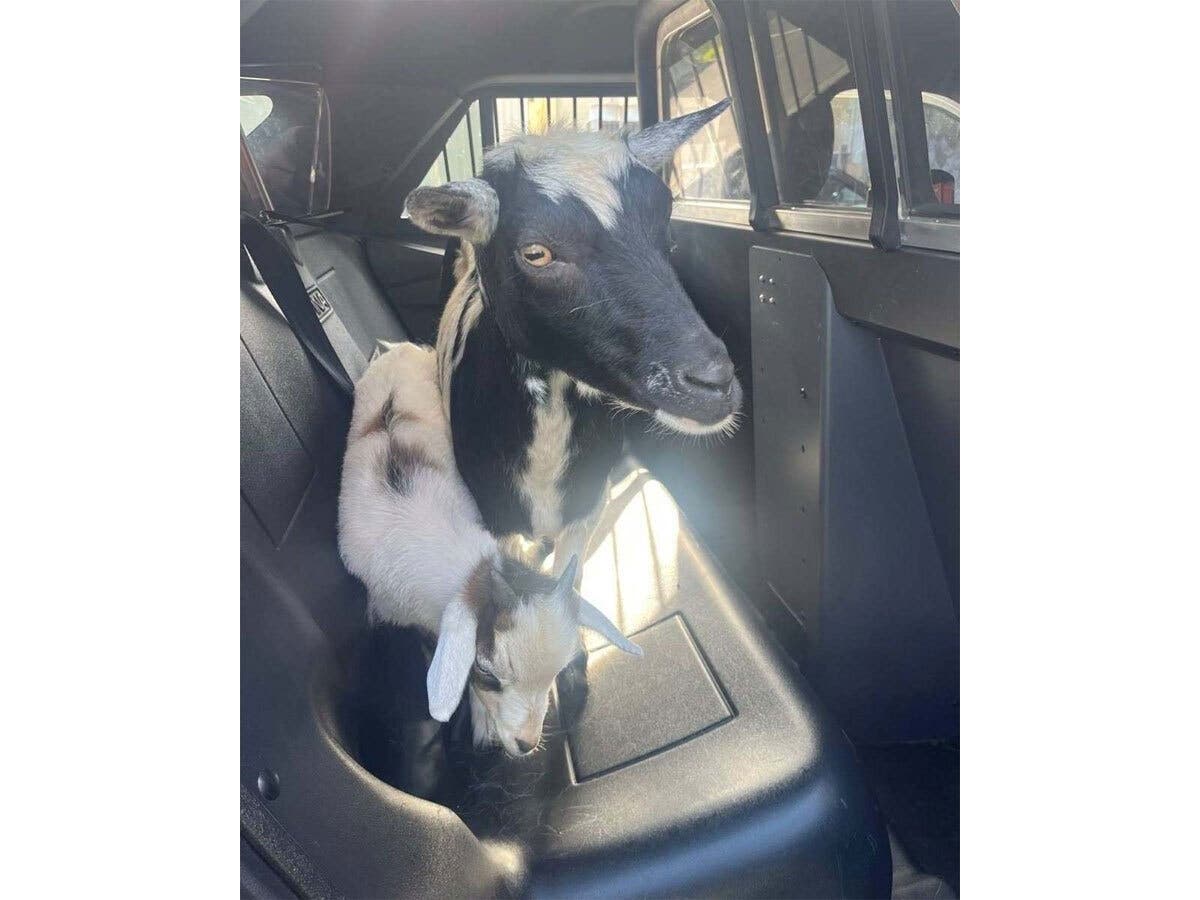 On Aug. 21, Pohatcong police announced that they detained two runaway goats and hauled them away in the back of a squad car.