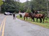 Officers got some herding help from Chestnut Farms. 