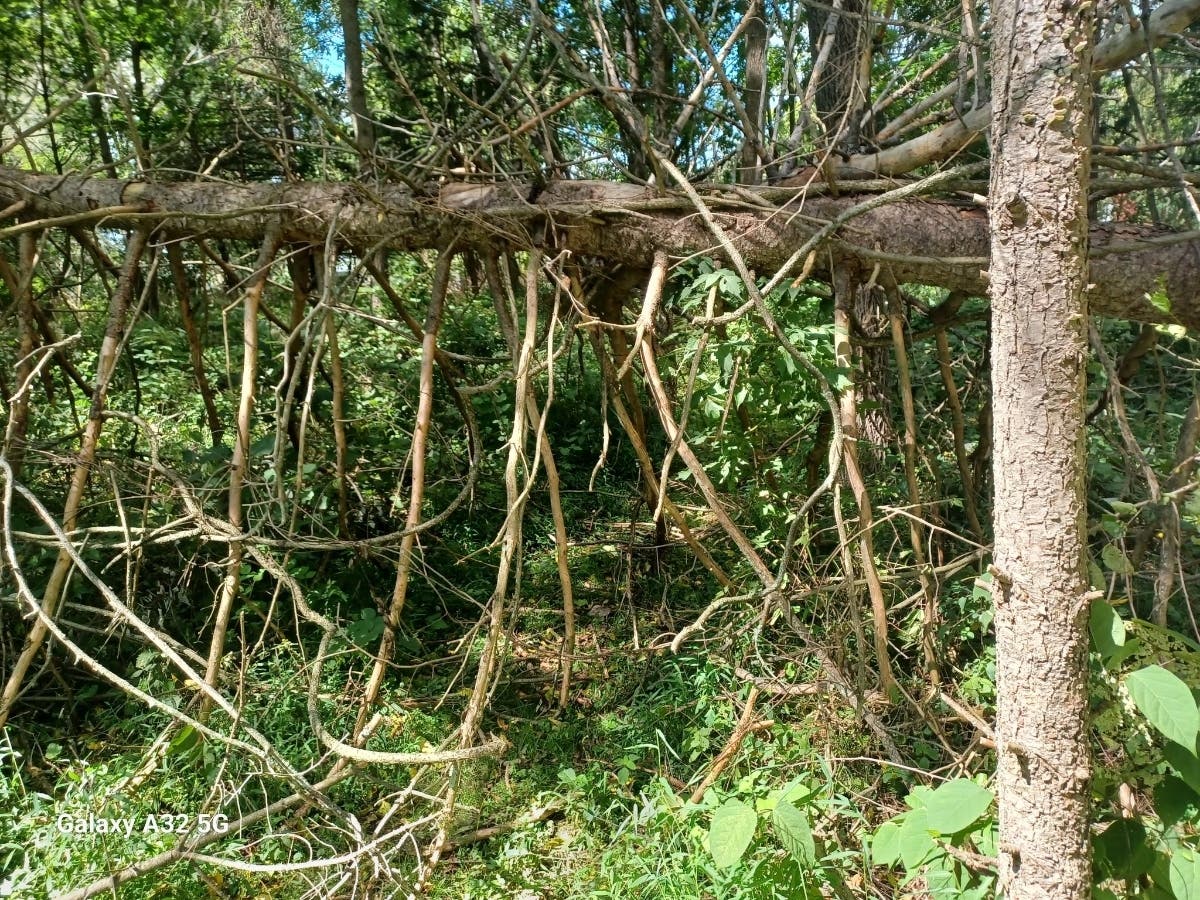 During the latest workday, members of the Land Trust's Stewardship Committee and community volunteers cleared two downed trees along the trails and cut back vegetation along the Frying Pan/Trestle Trail.