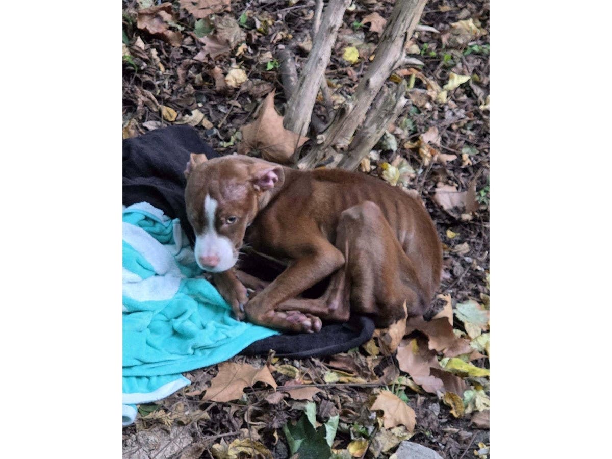 On Wednesday, Phillipsburg police announced that an animal abuse investigation has opened up after a pit bull was found abandoned in town, according to authorities.
