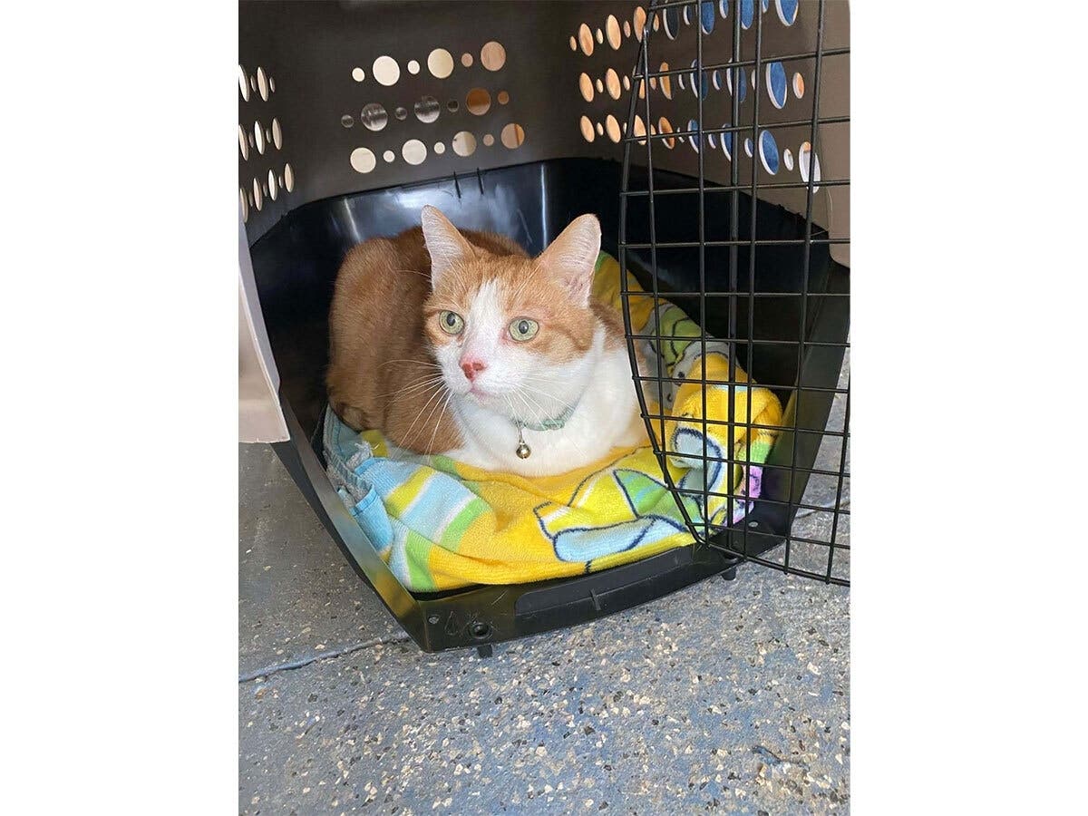 On Wednesday afternoon, authorities announced that they found a cat near Columbia Trail on East Springtown Road.