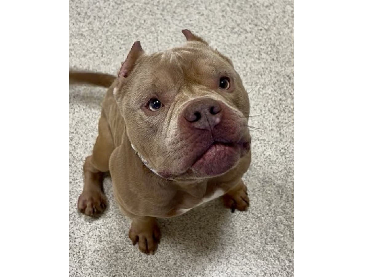 'Clear The Shelter' To Bring New Opportunities For Homeless Animals In Burlington County