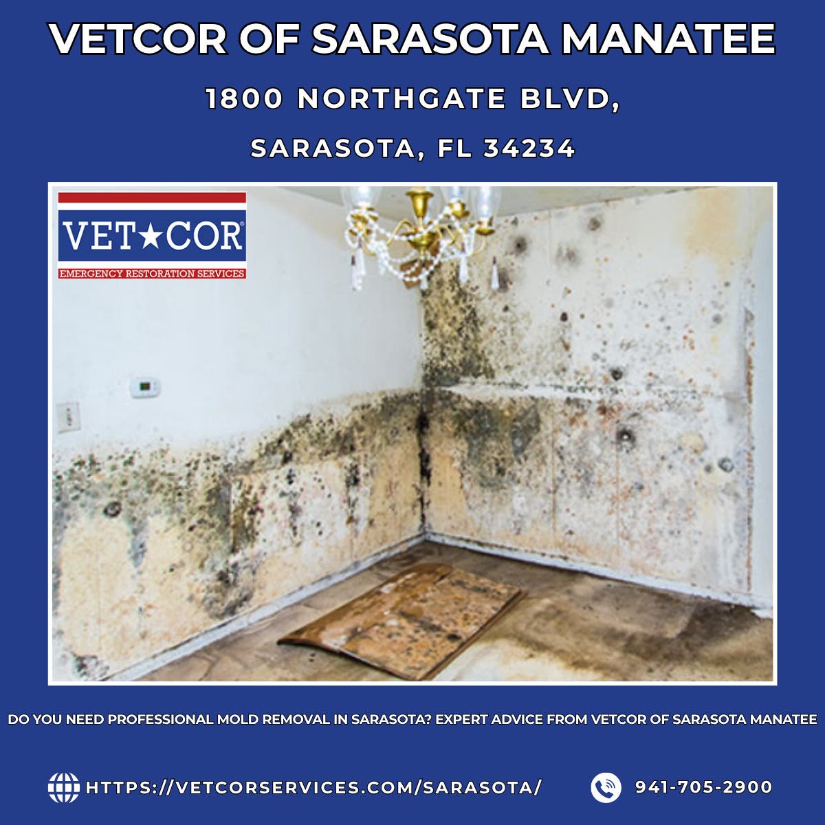 Do You Need Professional Mold Removal in Sarasota? Expert Advice From VetCor of Sarasota Manatee