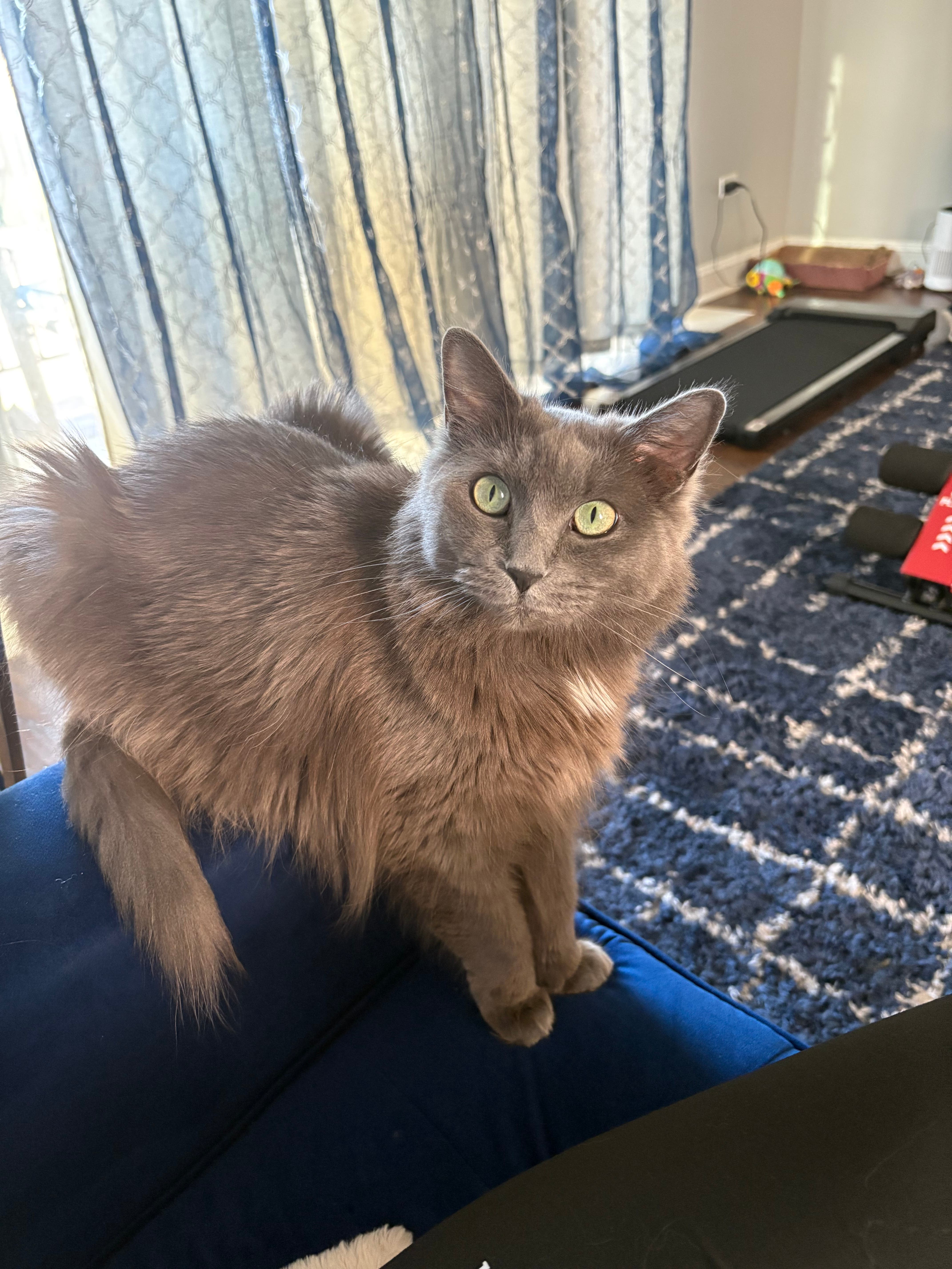 Lost Cat