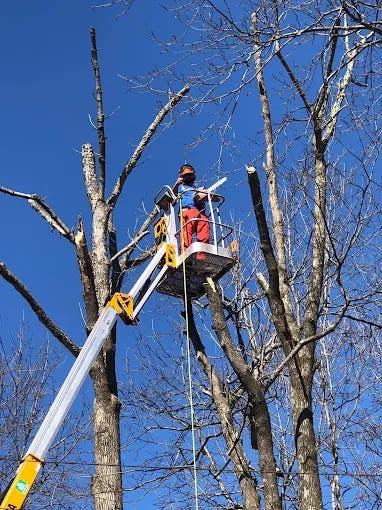5 Trees That Thrive in Orange Lake's Wet Soils