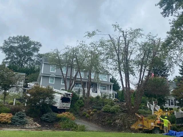 Spring Tree Care in Dundalk: Preparing Your Canopy for Maryland Storms