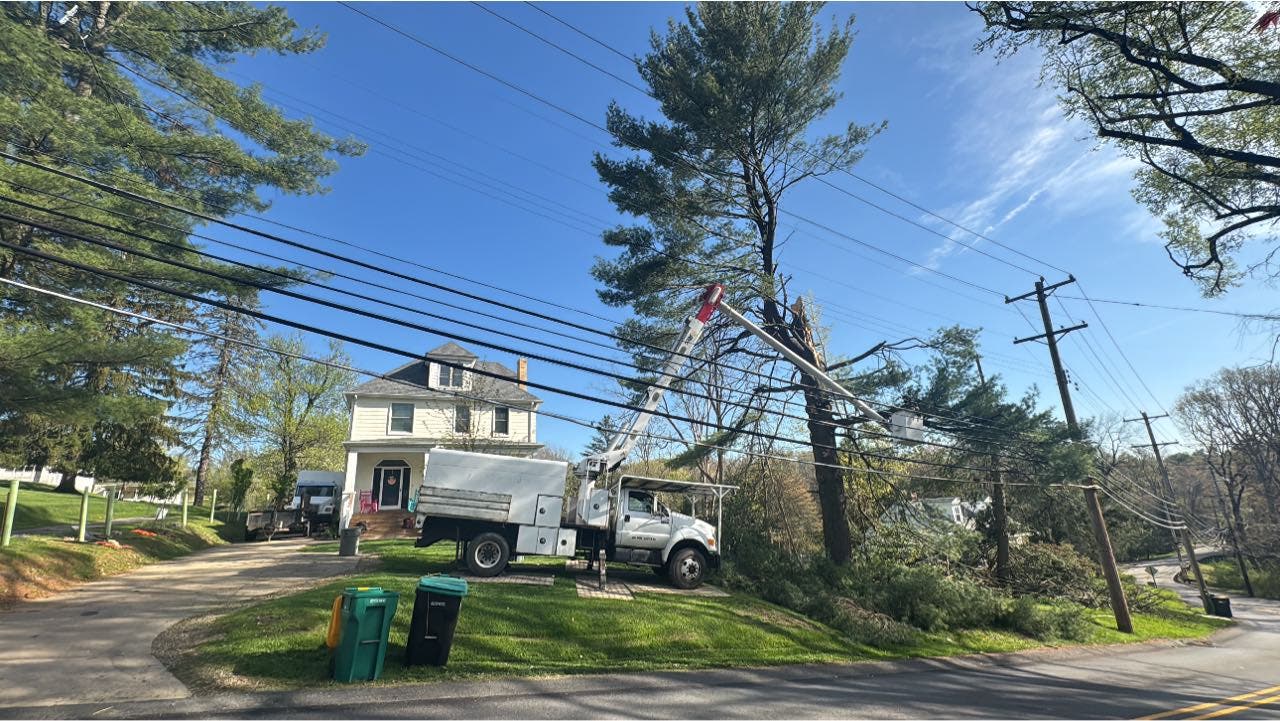 The One Thing That Spreads Oak Wilt Faster Than Anything Else in This Area