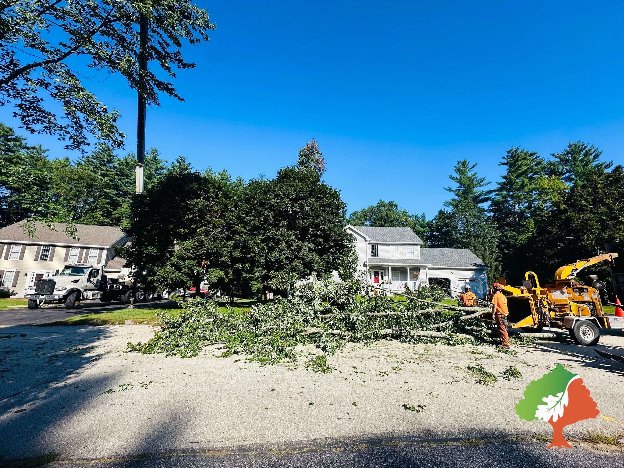 When a White Pine Loses Its Top, Here Is What Actually Happens Next?