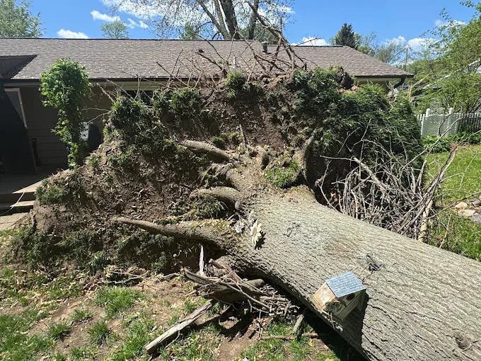 Why That Big Maple in Your Yard Shouldn't Be Topped (And What to Do Instead)?