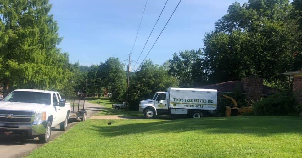 That Pretty White Tree in Your Yard Might Be More Trouble Than It's Worth