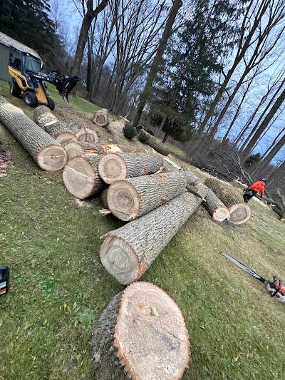 After Heavy Rain in New Castle, PA, Your Trees Might Be at Risk