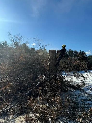 The Best Native Replacements for Jericho's Dying Ash
