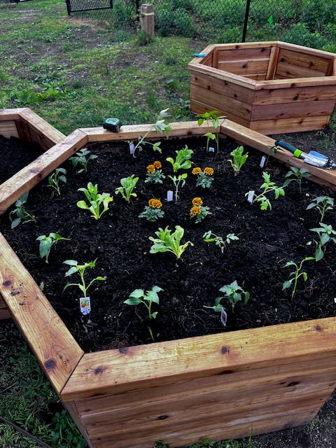 Rewild Garden at Valley Stream Community Garden