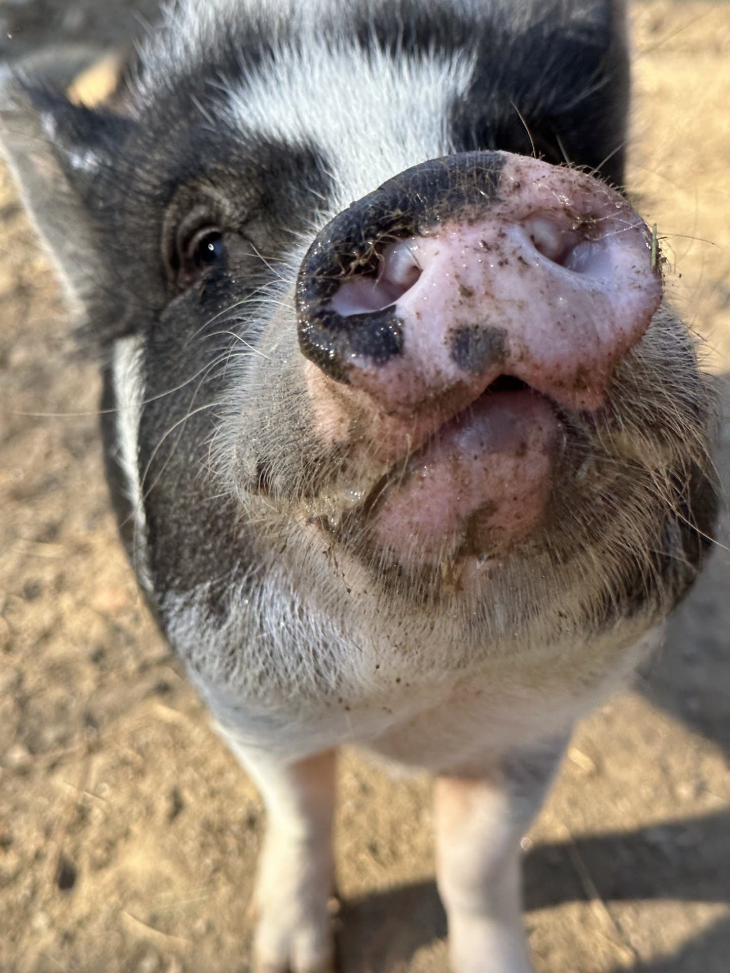 Animal Haven of Asheville’s Fall Fundraiser