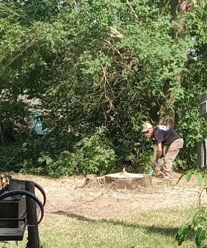 What Mount Pleasant Homeowners Get Wrong About Removing a Dead Ash Tree?