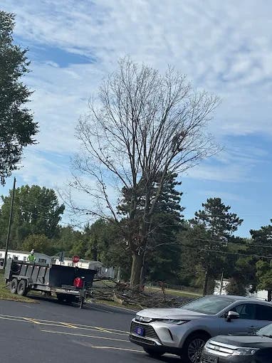 When a Leaning Tree in Greenville Becomes a Root Failure, Not a Waiting Game?