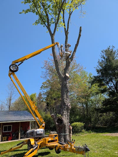 Why Lockport Homeowners Continue Choosing Proza Tree Service for Safe, Reliable Tree Care