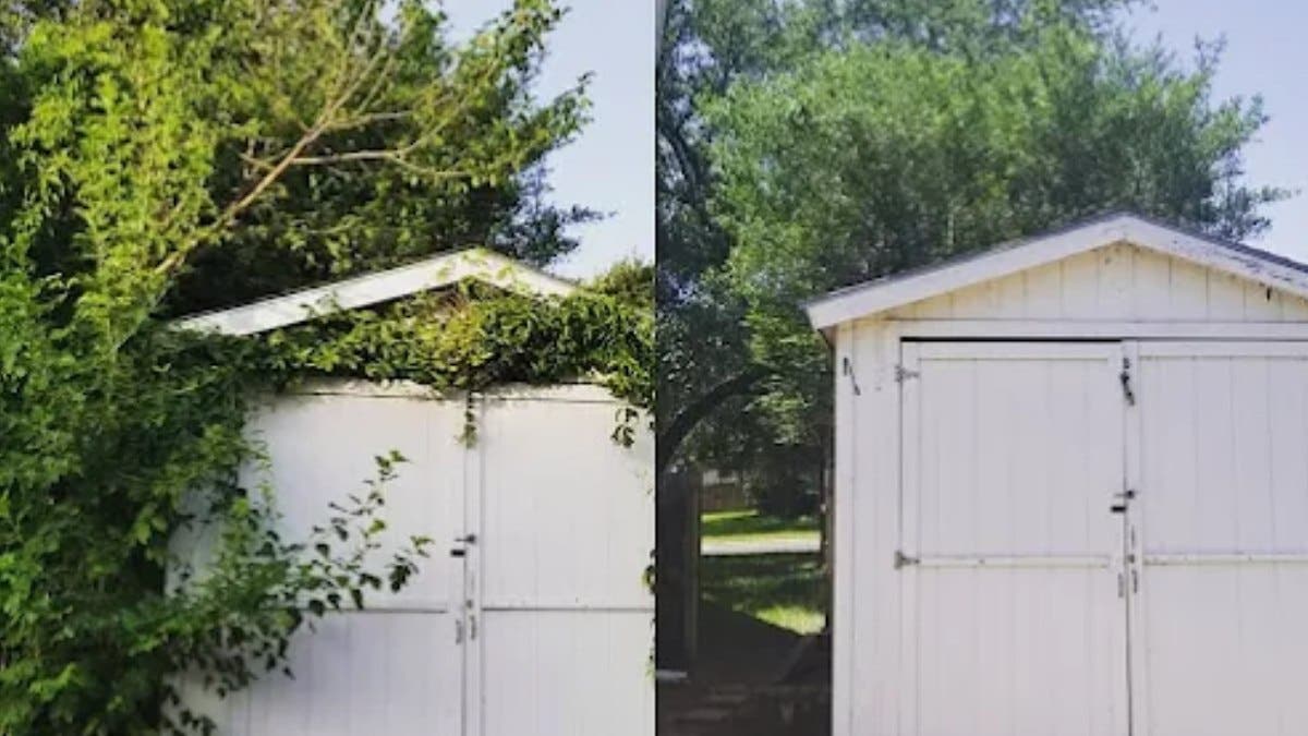 Why Choose Rooted In Texas Tree Care for Your Tree Care Partner in Cedar Park, TX