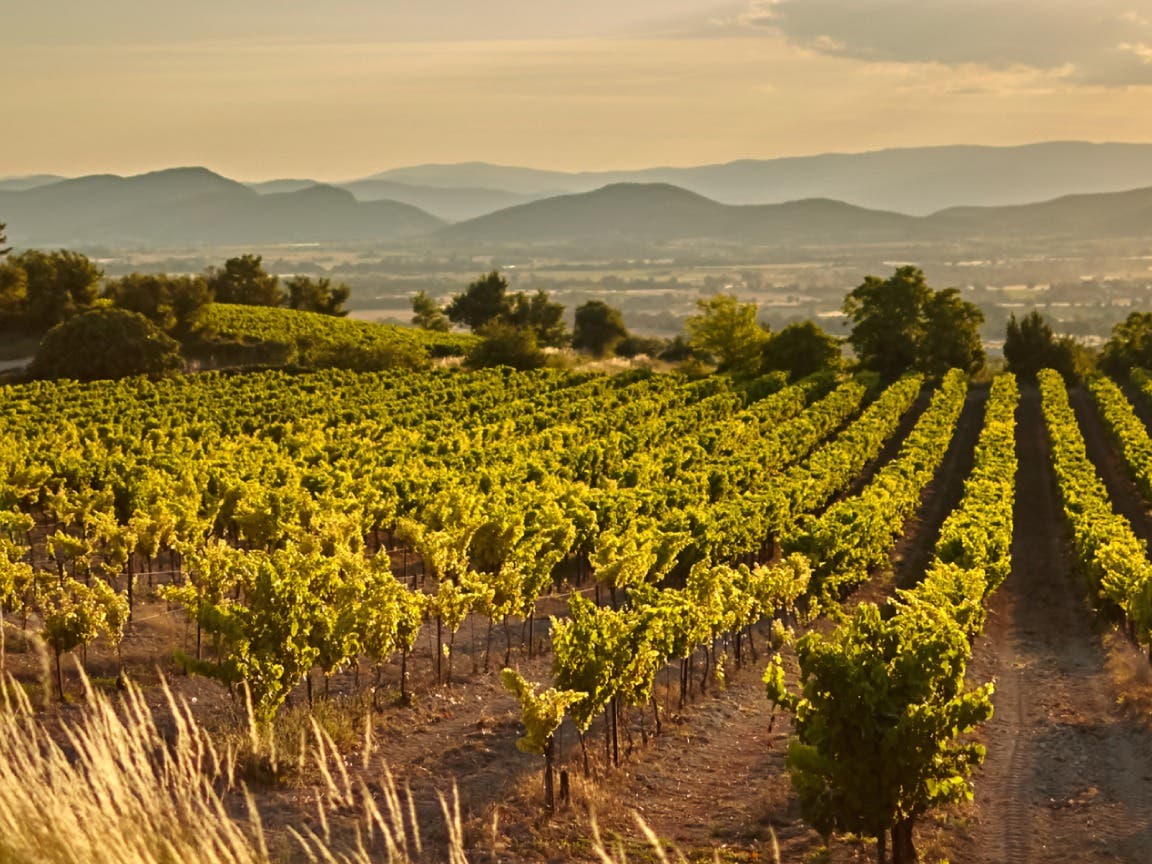 Old World Elegance: A Burgundy Tasting