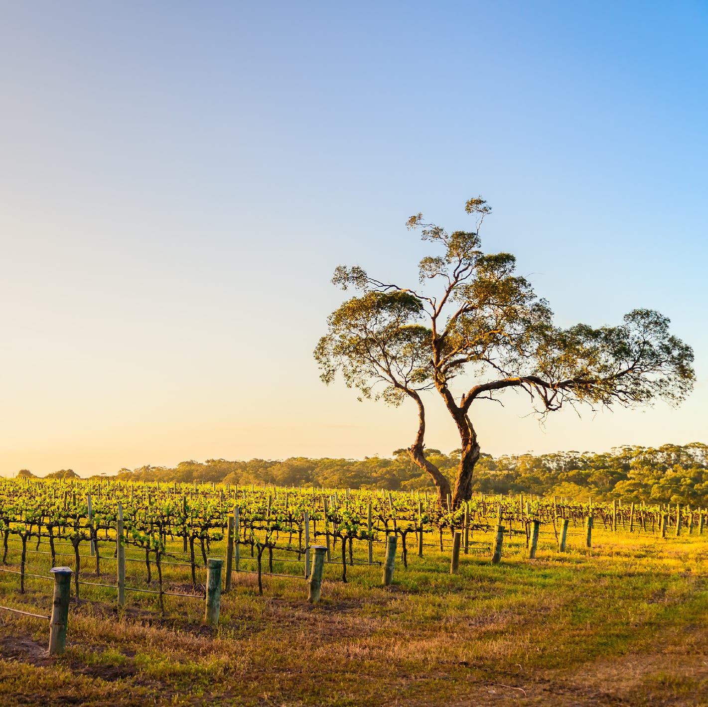 Zachys Cellar School: Drinking Australia