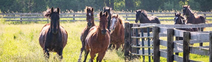Soulful Prairies