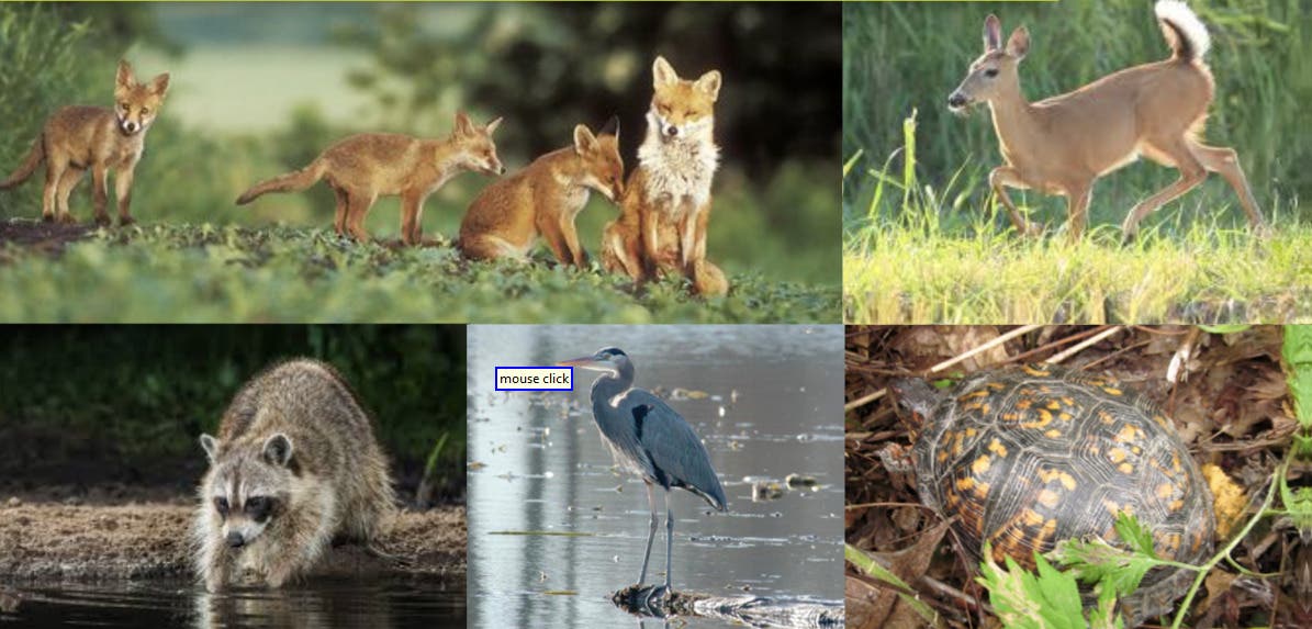 Leading the Way: Port Washington’s New Biodiversity Coalition Becomes a Blueprint for Grassroots Hab