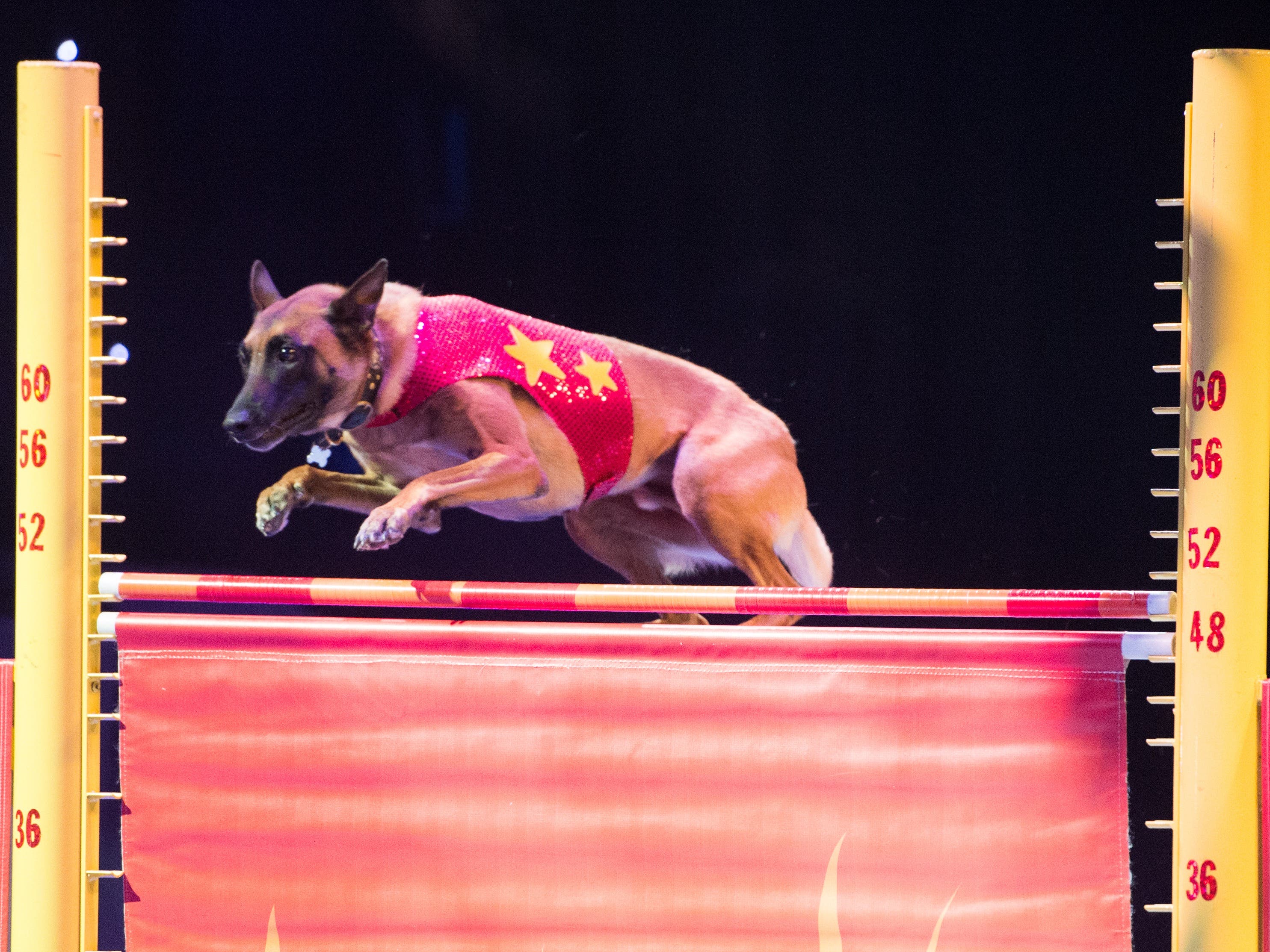 The Stunt Dog Experience