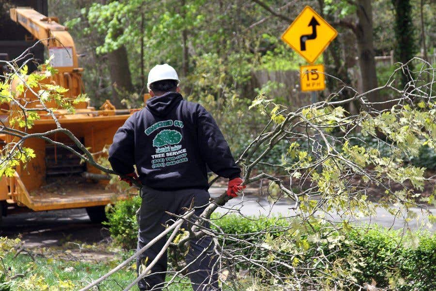 Old Village Tree Service & Removal Nassau County