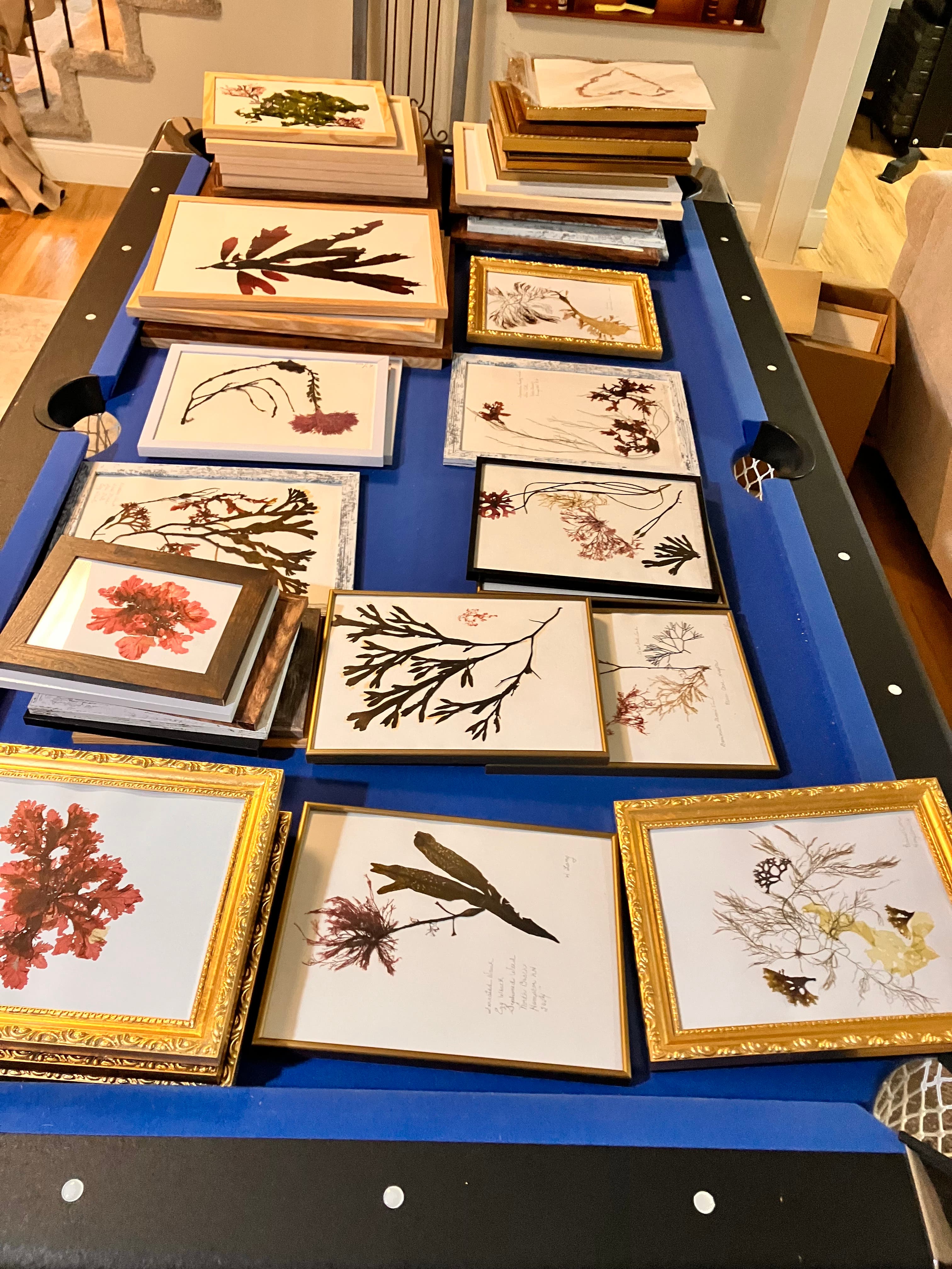 Pressed Seaweed Art  Exhibit during the month of July 