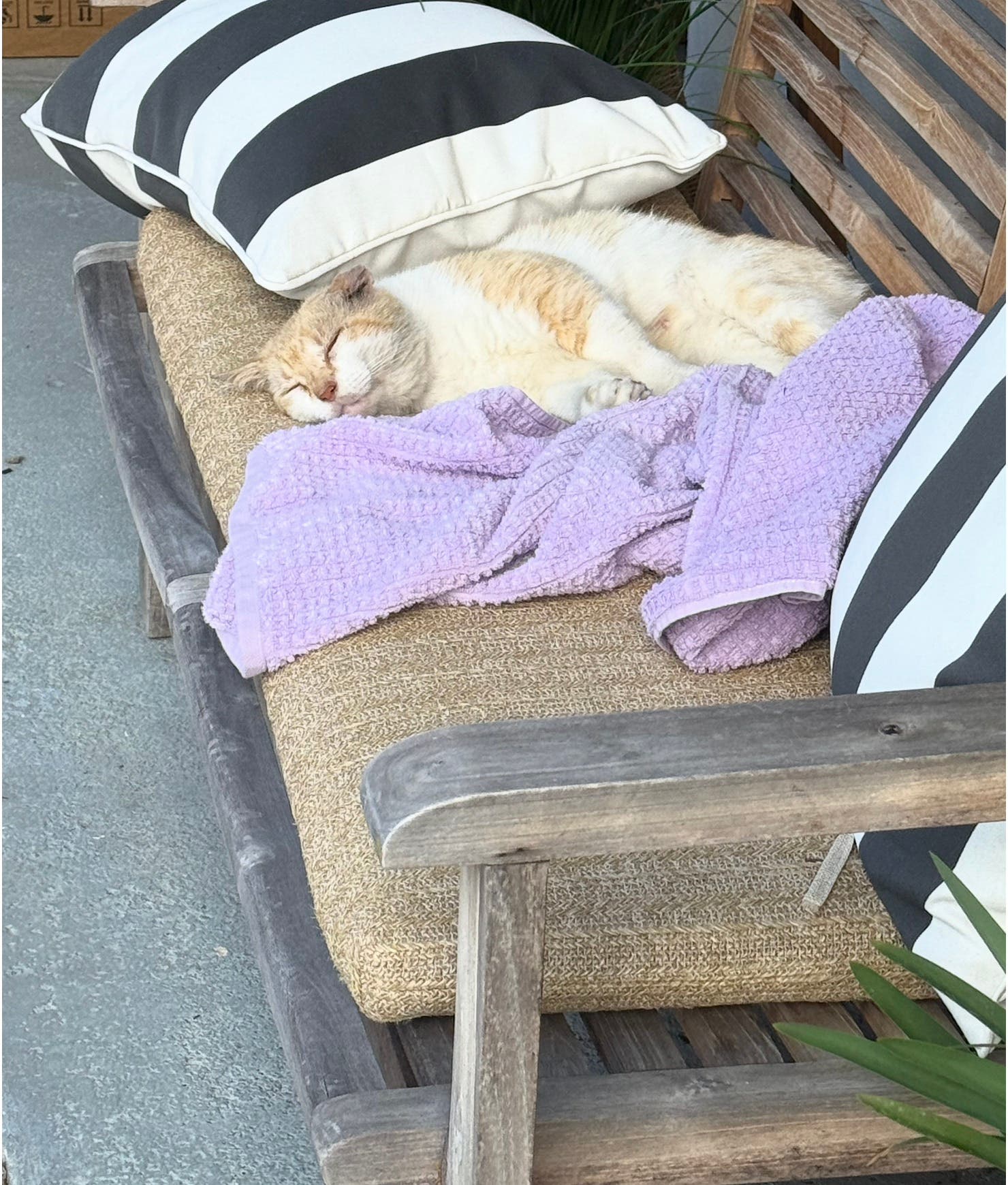 I am looking for monthly flea meds for my outdoor feral cat Steve
