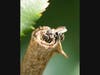 Small mason bee (Hoplitis) nesting in a rose stem in my garden