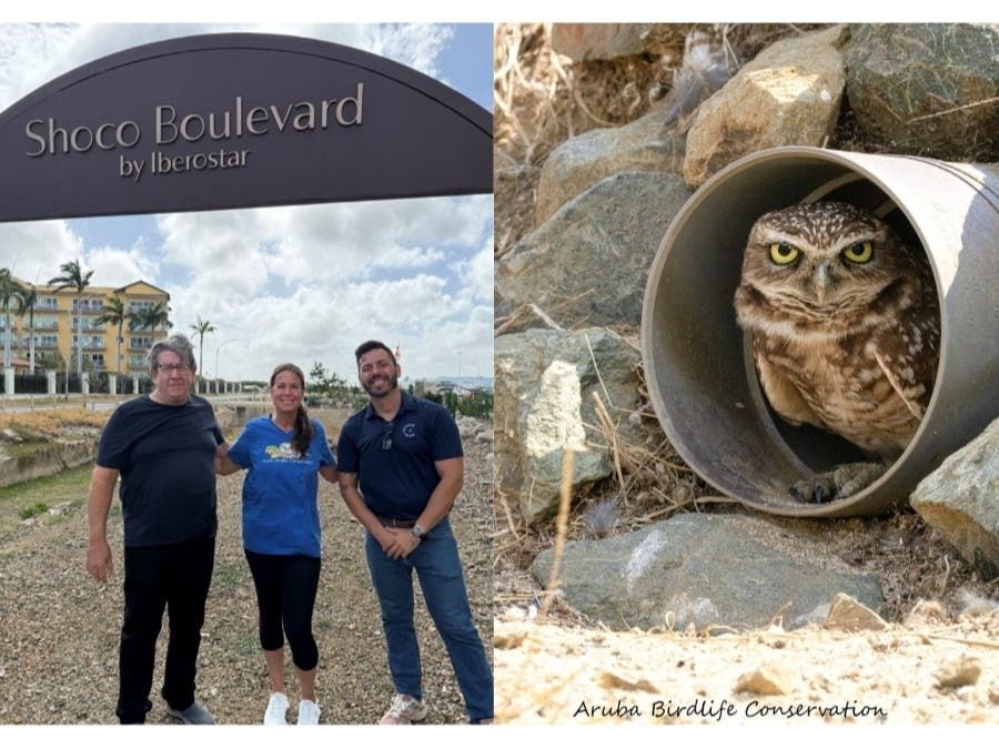 Alyssa Giaquinto, who runs the Giaquinto Wildlife Rehabilitation Center, is working with conservationists in Aruba to help protect a burrowing owl named "Shoco."