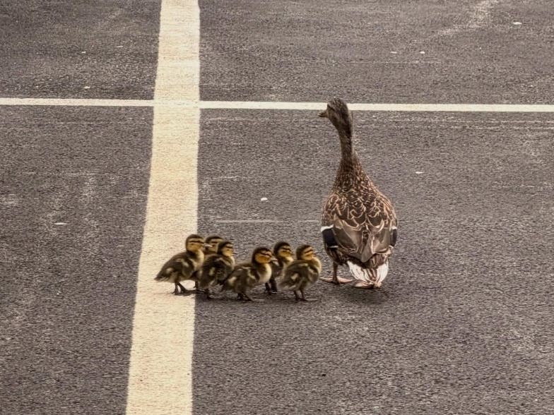 A family of ducklings found themselves trapped inside a storm drain on Tuesday morning. The incident prompted a response from the Shrewsbury Fire Department.