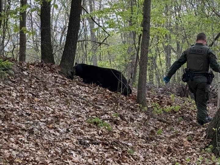 Local first responders teamed up on Sunday morning after a young black bear was seen wandering through busy parts of town.