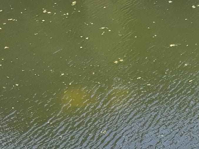 A fisherman reported finding a submerged vehicle in Lake Cochituate on Saturday, prompting a response from Wayland police and mutual aid partners.