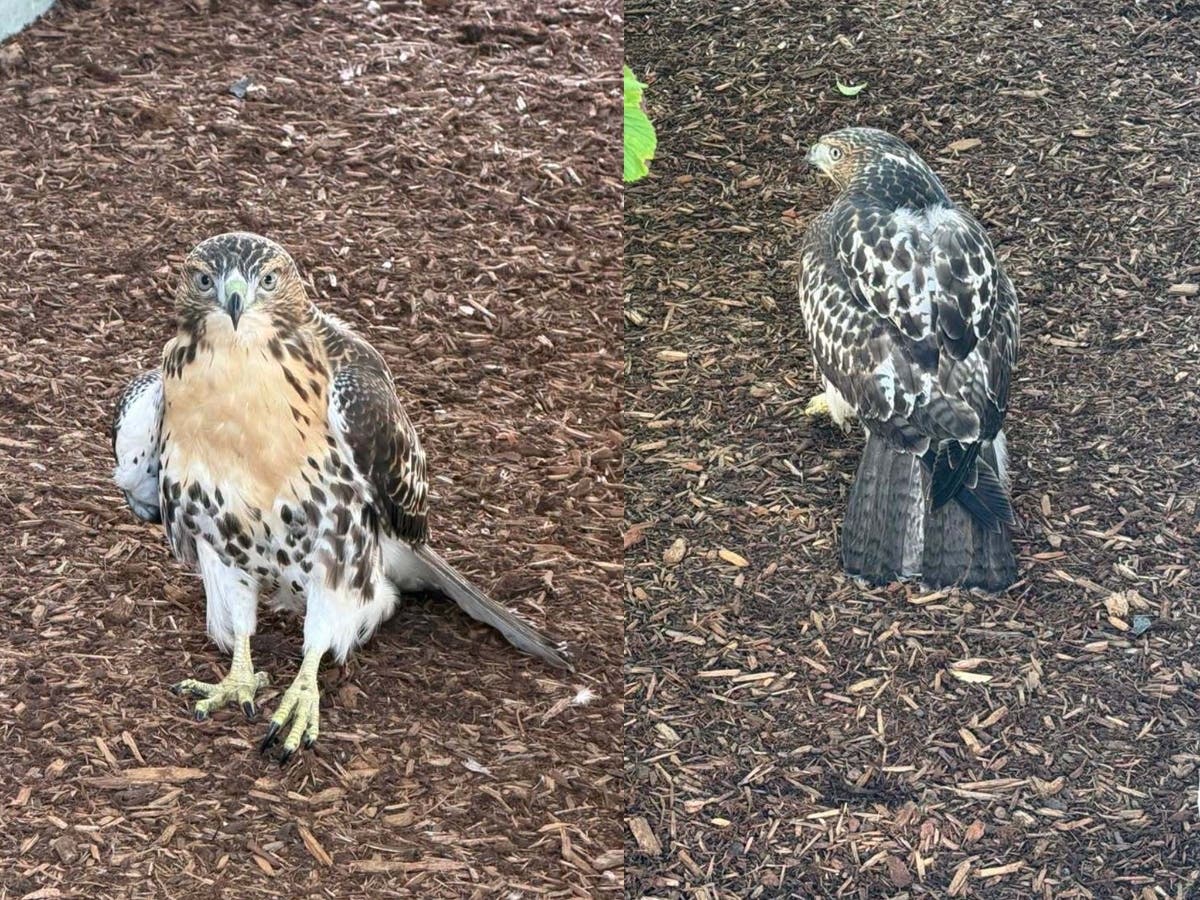 Marlborough Police Officers Halper and Brine responded on Friday to assist the injured hawk, which appeared to have a broken leg.