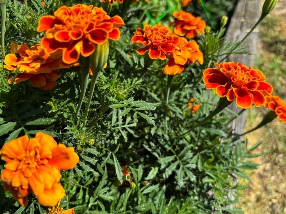State officials and local environmental partners visited Worcester school gardens Friday after a recent grant helped expand pollinator gardens across the city. 
