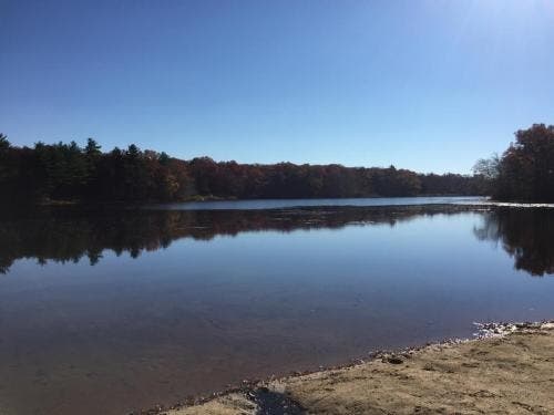 Stoughton health officials are investigating after a dog that swam at Ames Pond died this week.