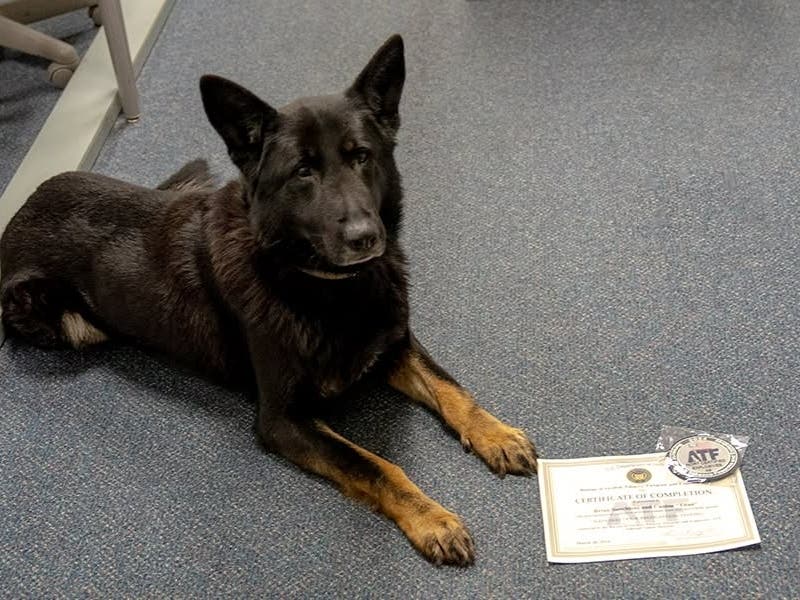 K-9 Titan will retire on Friday after participating in more than 230 field deployments with the Milford Police Department.