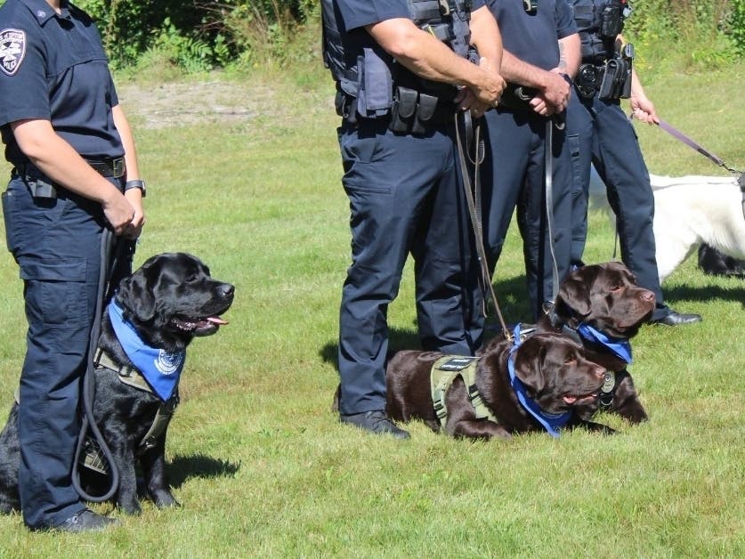 The Worcester County District Attorney’s Office launched the Worcester County Comfort Dog Collaborative on Wednesday with participating municipal police departments.