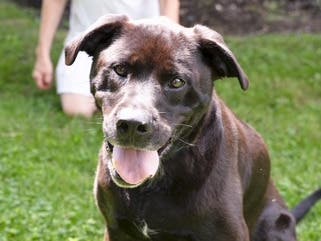 Perfect Dog Gunnar Needs Home Adoption Event